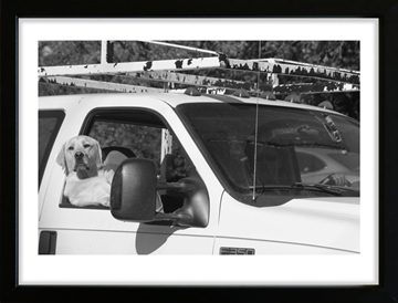Fotoplakat -Dog - It's my car 